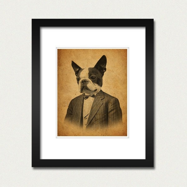 Boston Terrier in a Suit Portrait 8x10 Print