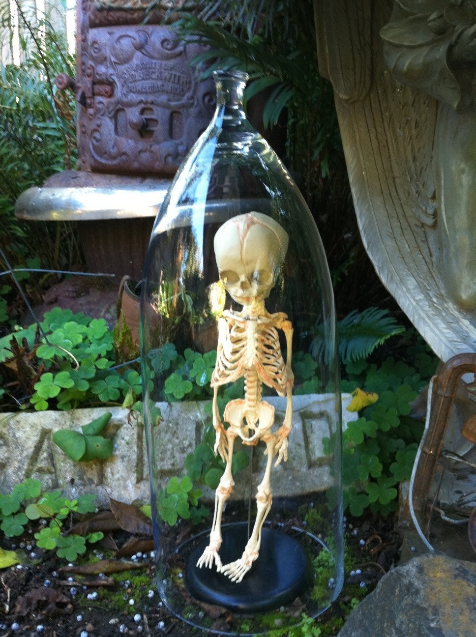 30 week old Human Fetal Skelton in glass Cloche Dome