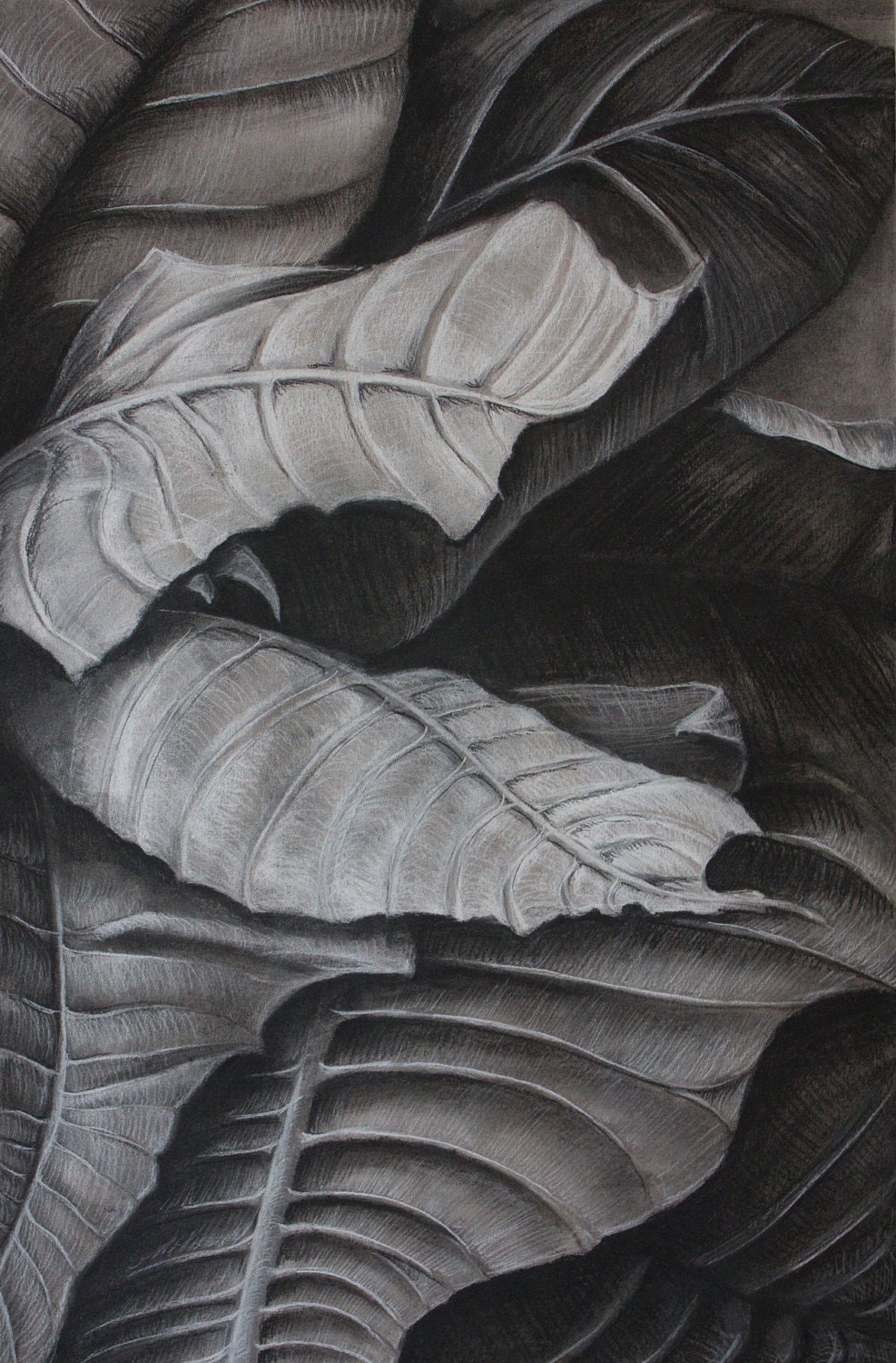 Original Charcoal Drawing - Leaf & Plant Study