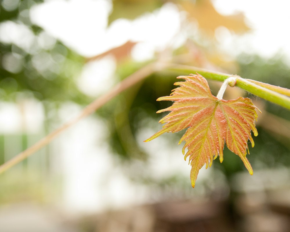 A Single Leaf -Fine Art Photography- Archival paper 8x10