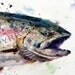 WILD SALMON Watercolor print by Dean Crouser