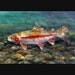 RAINBOW TROUT Watercolor Print by Dean Crouser