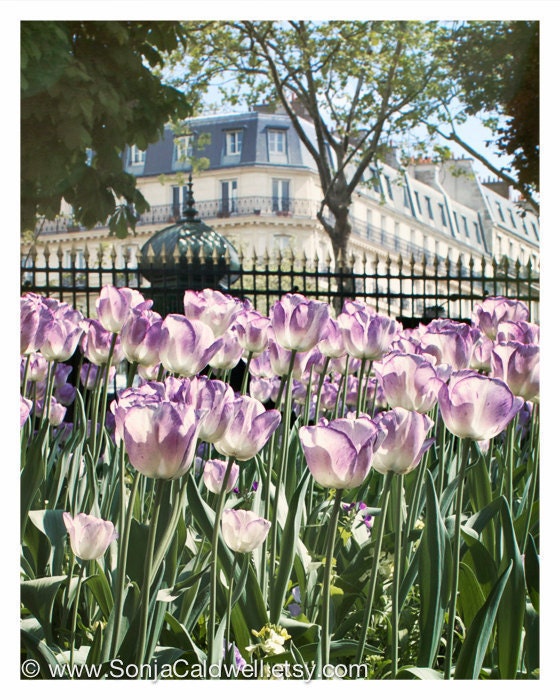 Tulips at Luxembourg Garden, Paris Photography, Lavender  - 8x10 - Floral Photo - Springtime in Paris - Original Fine Art Photograph