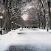 New York City - Literary Walk Photograph - Winter Home Decor - Snow - Central Park - Urban Landscape - Wall Art - Neutral - Romantic - Trees