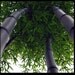XL live rare black bamboo plant - BOGO SALE