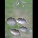 1800's Silver spoon windchimes - Customers favorite item