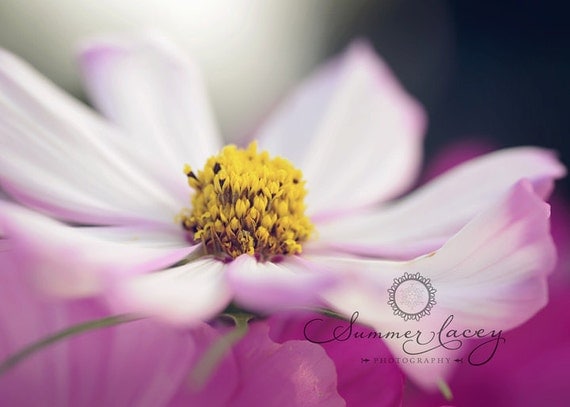 Pink Afternoon - 8x10 Fine Art Print - Pink White Cosmo Summer Flower - Original Wall Art