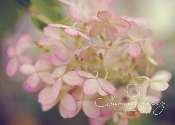 Blooms of Fall - 11x14 Fine Art Print - Hydrangeas Original Wall Art - Pink Flowers