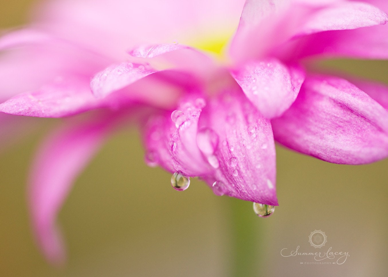 Drops of Spring - Fine Art - 11x14 - Rain Drops on a Pink Spring Flower - Original Wall Art