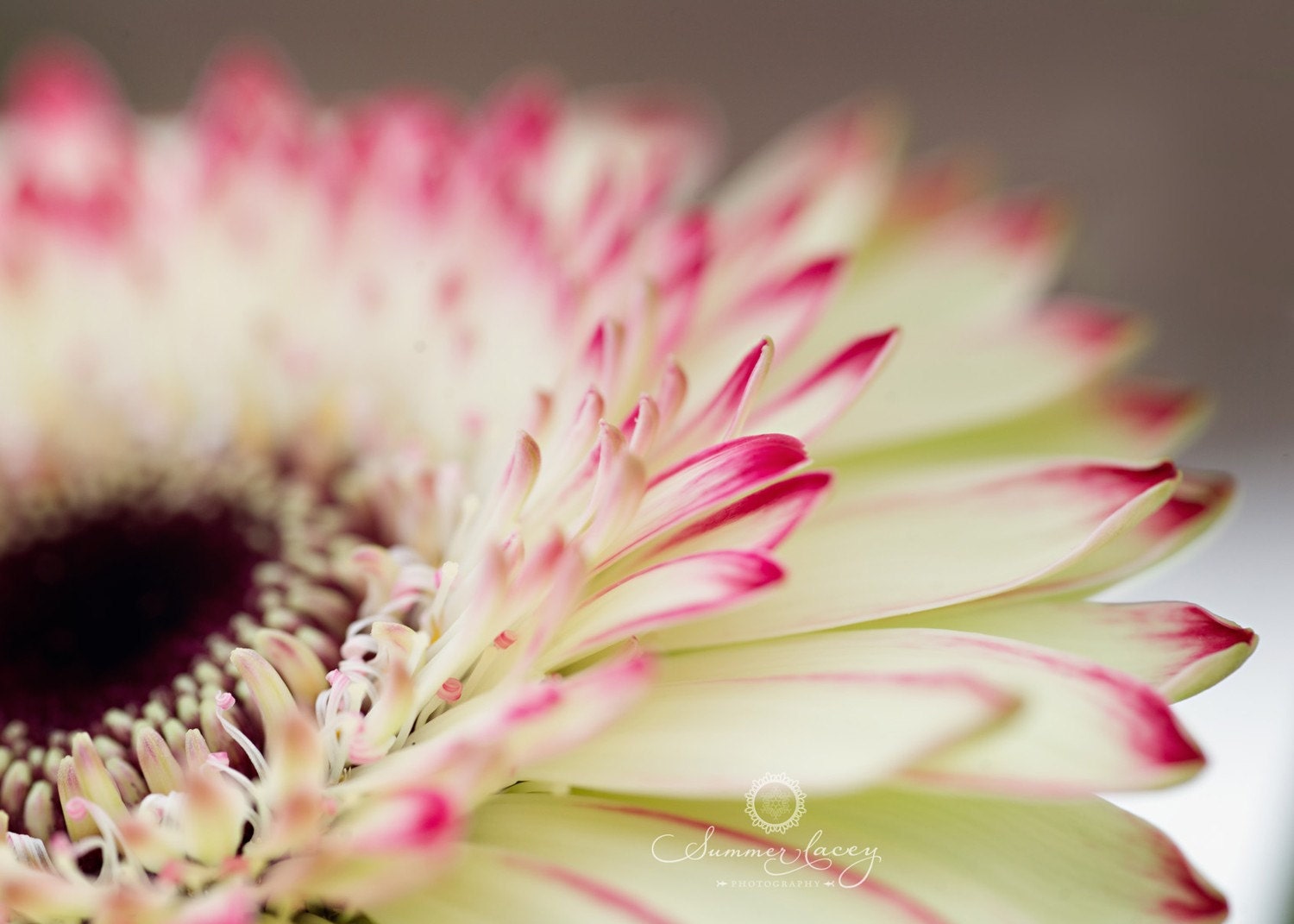 Layered with pink and yellow - 10x10 Fine Art Print - Pink and Yellow Fully Bloomed Flower Original Wall Art