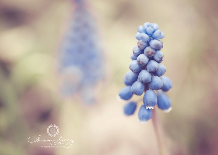 Baby Blue - 10x10 Fine Art Print - Grape Hyacinth Michigan Spring Flower - Original Wall Art