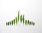Botanic Collection No.2 -  8'x10' Fine Art Photograph - Composition I - Green Melody No.3