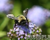 Bee 8X10 Color Fine Photo Print
