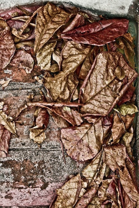Autumn Leaves Fall Home Decor Rustic Nature Rust Fine Art Photography Print 4x6 Wall art
