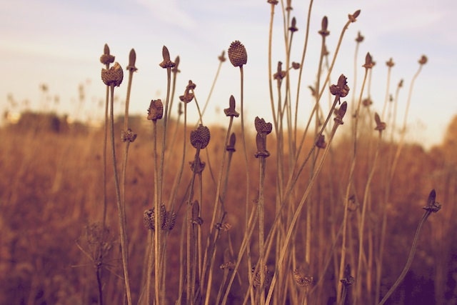 Idle Dreams 8x10 Fine Art Photography Print