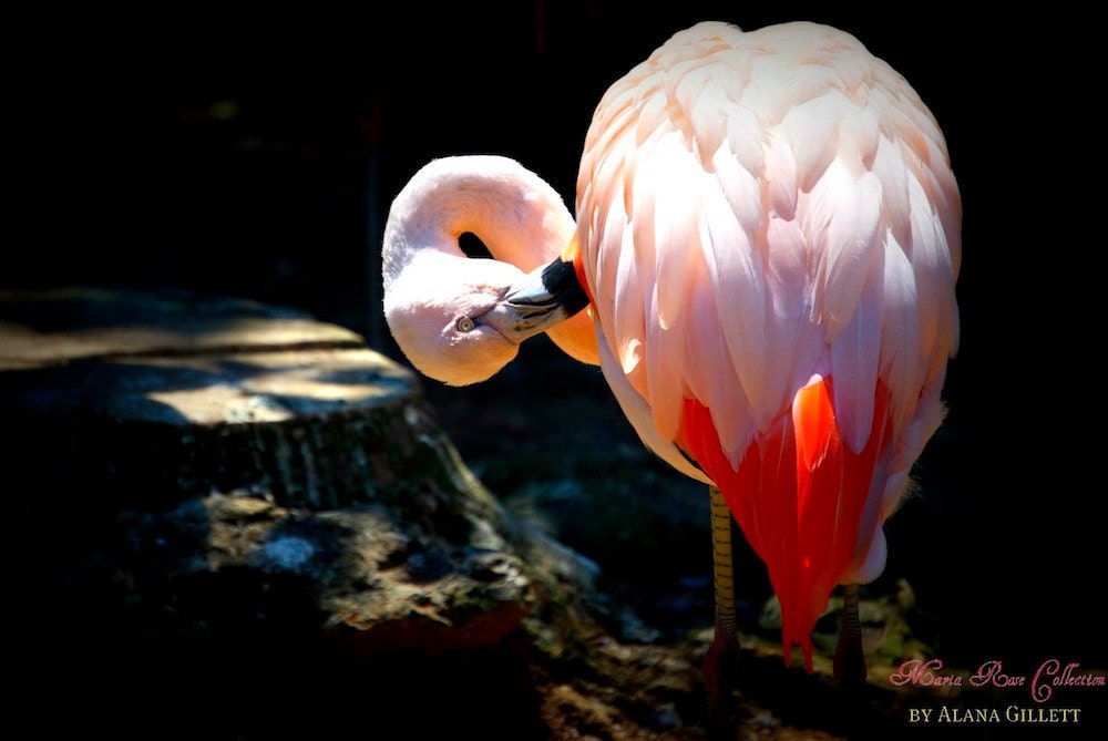 Flamingo- Fine Art Photopgraphy print 5x7 by Alana Gillett- Feathers Pastel Pink Red Bird Zoo Animal Wall Art Home Decor
