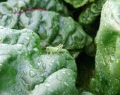 Vermont Veggie Photo Notecards