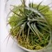 Mini Moss Air Plant Terrarium
