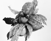 Physalis original charcoal drawing, fruit