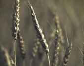 kitchen art barley farm photo - rustic photograph - surreal nature - grey slate harvest 8x8 square photo "Dark Harvest"