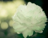 flower photograph picture of a peony white green garden inspired art fine art 8x10 photo emerald decor "Nebula"