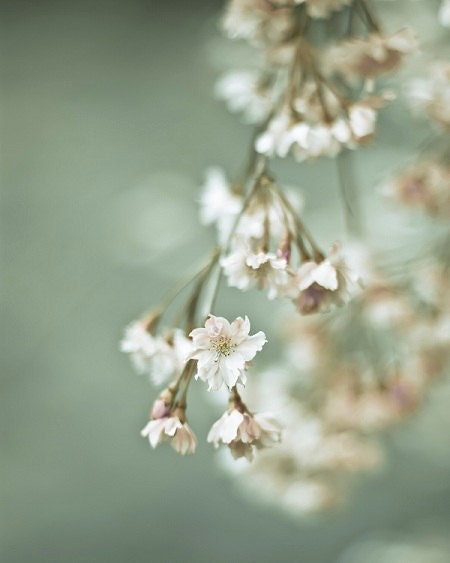 french country decor flower photography garden lover gift 8x10 photo soft teal "Beauty in Silence" cherry blossom tree shabby chic cottage