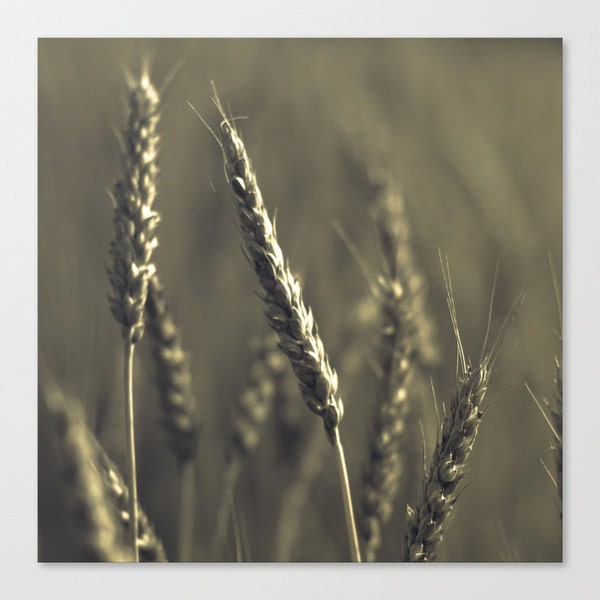 farmers market  photography "Dark Harvest" - rustic photograph - surreal nature - grey slate harvest 10x10 square photo