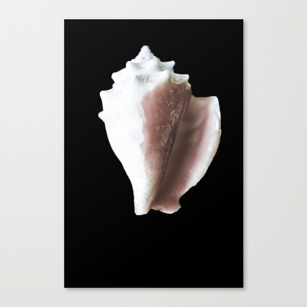 beach shell photograph nautical photography still life photo black and white home wall art 8x10 print natural history "Conch"
