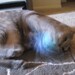 CAT TOY JELLYFISH catnip crocheted organic pet cat toys