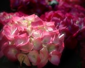 Hydrangea photograph, pink flower wall art, home decor -- "Morning Light", a 5x7-inch fine art photograph