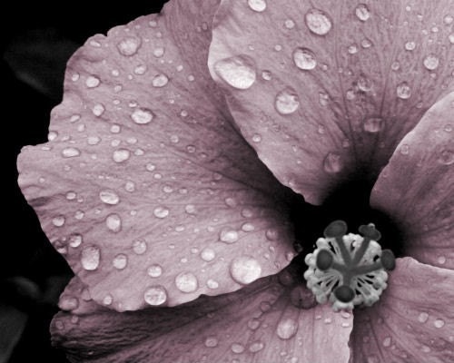Flower photograph, pink and gray, mauve, rain drops, wall art -- "Sparkling Beauty", an 8x10-inch fine art photograph