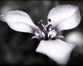 ACEO photograph, flower mini print, botanical, purple, gray -- "Tranquil" (2.5 x 3.5 inches)
