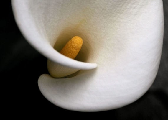 Flower photograph, white calla lily, dramatic wall art -- "Curves", a 5x7-inch fine art photograph