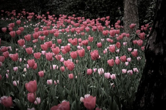 Tulip photograph, flower wall art, pink, red -- "Multitudes", an 8x12-inch fine art photograph