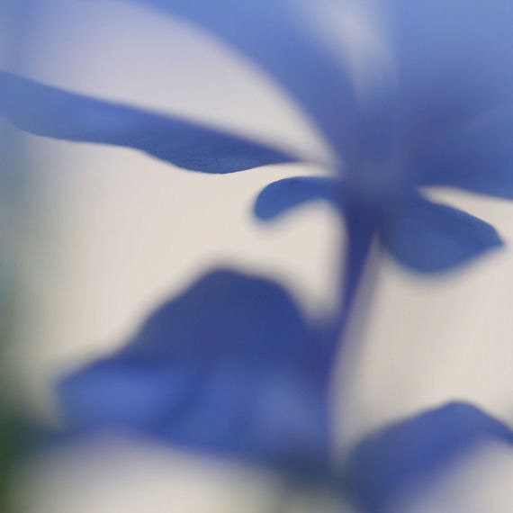 Abstract photograph, blue flower photo, wall art, home decor -- "Blue Haze 1", a 5x5-inch fine art photograph