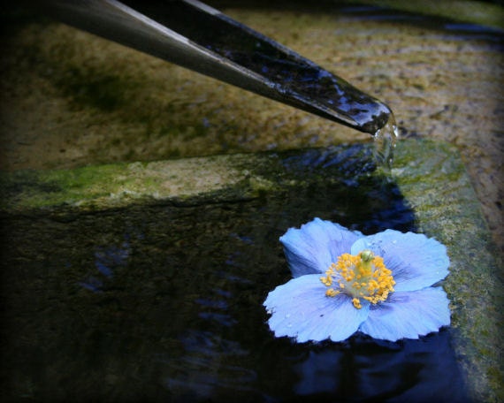 Blue flower photograph, water, soothing, home decor  -- "Peaceful Beauty", an 8x10-inch fine art photograph