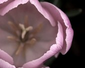 Flower photograph, floral photo, botanical, pink, tulip, spring, wall art, home decor -- "Picturesque Edges", a 5x5-inch fine art photograph