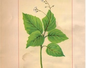 Wild Flowers of America - Enchanted Nightshade & Hawk Weed - Original Lithos c. 1894