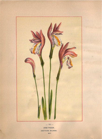 Wild Flowers of America -  Arethusa & Jimson Weed  - Original Lithos c. 1894