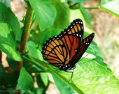 Monarch Butterfly 2 - 8x10 Metallic Fine Art Photograph