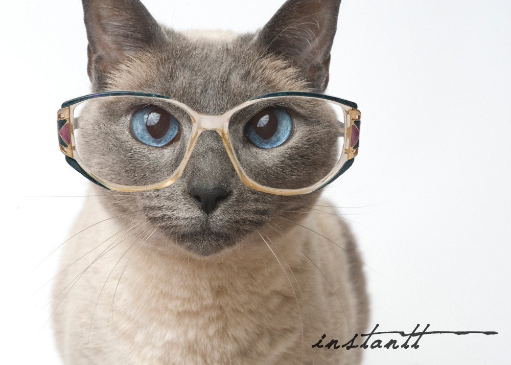 Photographic Print - Cat in Glasses - 5x7