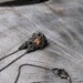 tiny washed pumpkin sunstone necklace