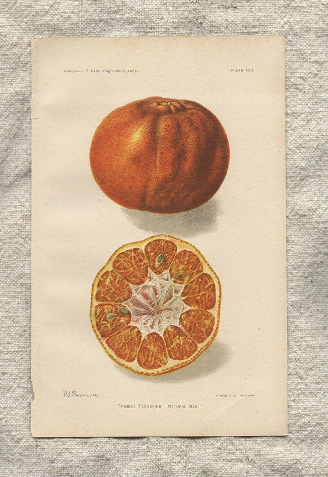 Antique Chromolith Fruit Print 1904 Heirloom Trimble Tangerine