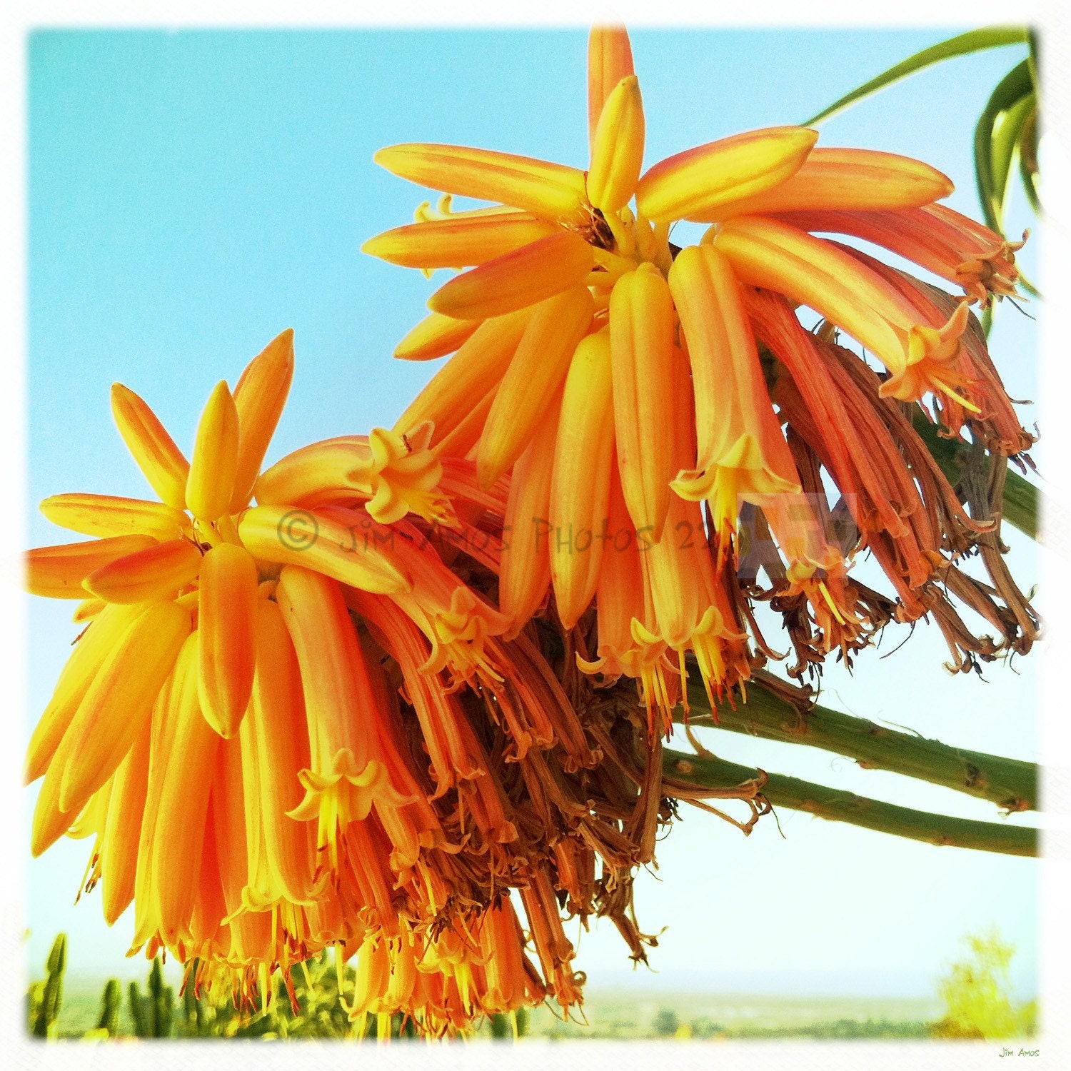 Nature photo - Blooming Cactus - Bright Orange Flowers Fine Art 5x5 Photo