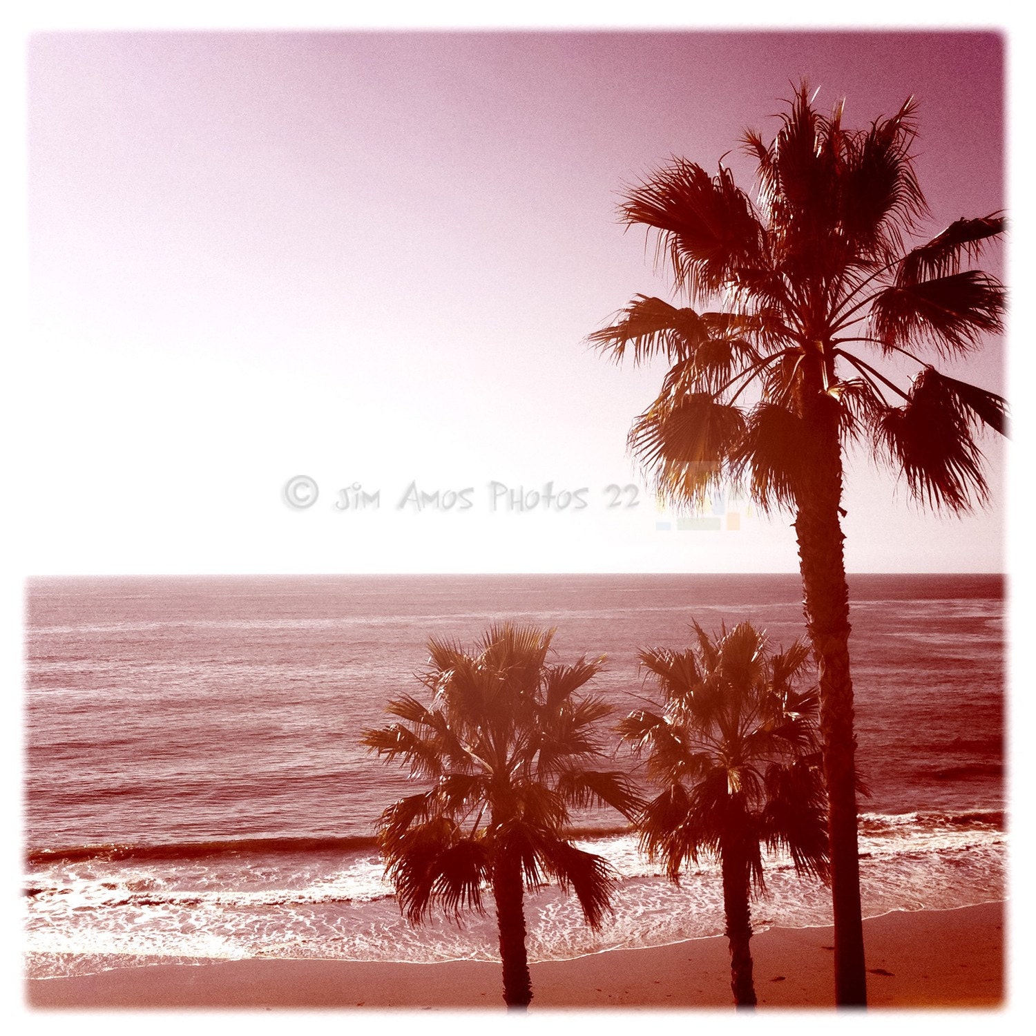 Laguna Beach Palms - Square California Beach Photo 5X5