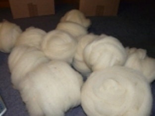 Tunis Roving--Beautiful Creamy White 8 oz