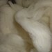 Rambouillet Undyed White Spinning Felting Roving 8 oz,  Natural and Sustainably raised