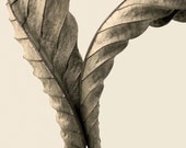 autumn chestnut leaves, warm earth tone, fall decor - Whirl 8 x 10