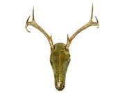 Deer Antlers - PhatDog