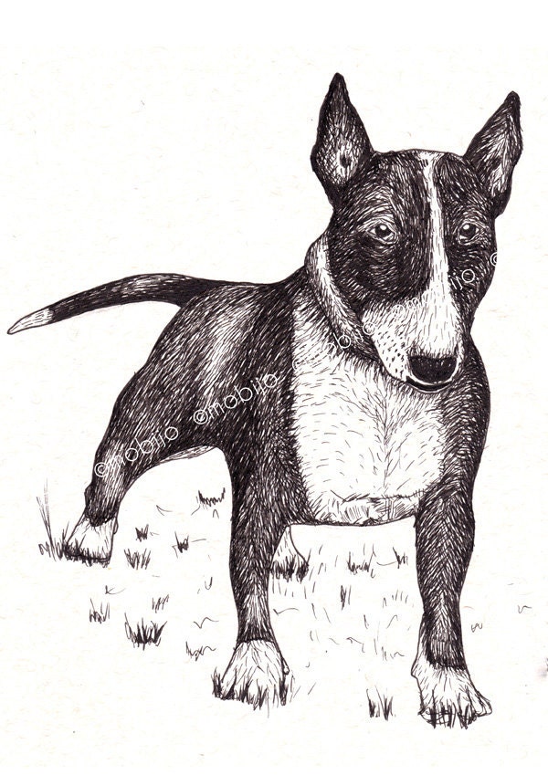 Bullterrier ink drawing-postcard with envelope-print of original ink drawing
